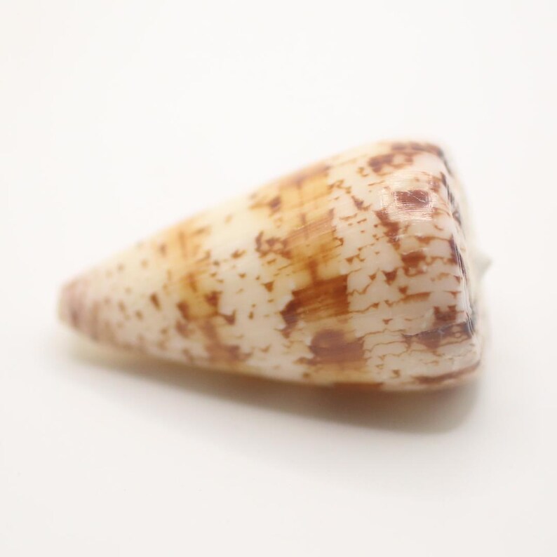 Conus Cinctus Shell Identification Conus Caracteristicus Seashells: Natural Beach Decor, Shell Art - Etsy