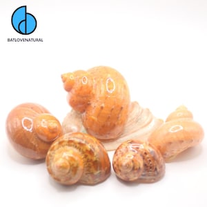 May include: A collection of polished, orange-brown seashells with spiral patterns. The shells vary in size and shape, with a few displaying a lighter, beige color. The logo "BATLOVENATURAL" is in the upper left corner.