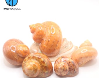 Orange Turbo Shells - Hermit Crab Shell - Decorative shells in various sizes.