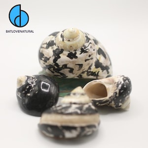 Peut inclure: Quatre coquillages avec des motifs noirs et blancs et une spirale de couleur crème. Un coquillage est ouvert, révélant l'intérieur. Les coquillages sont sur une surface blanche. Le texte "BATLOVENATURAL" est dans le coin supérieur gauche.
