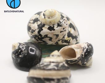 Polished Turbo Pica Shell: Magpie Hermit Crab Shell, Decorative Seashell