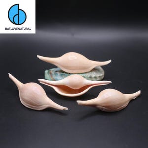 Volva Volva Seashell: Natural Beach Decor, Shell Art Supply