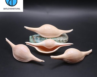 Volva Volva Seashell: Natural Beach Decor, Shell Art Supply