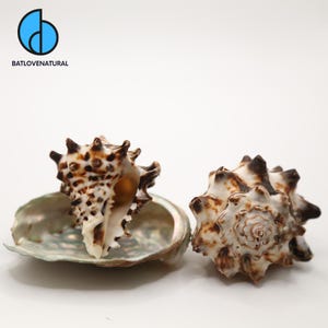 Vasum Tubiferum Shells for Hermit Crabs – Decorative Natural Seashells in Various Sizes for Beach Crafts & Home Decor