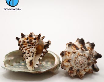 Vasum Tubiferum Shells: Natural Seashells for Hermit Crabs & Beach Decor