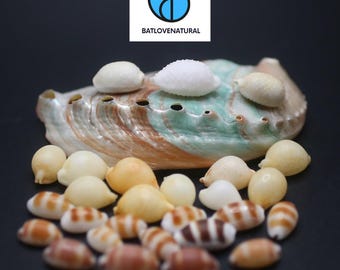 Tiny Cypraea Seashell Collection: Natural Shells for Art & Decor