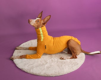 Orange Jumper with cropped legs for Iggy, Whippet, Podenco, Greyhound & Italian Greyhound, dog clothes, clothes for dog