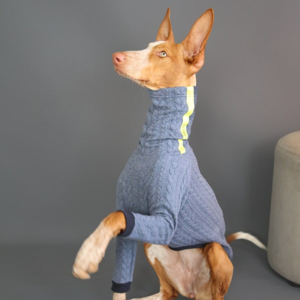 Maglione blu con gambe tagliate per Iggy, Whippet, Podenco, Levriero e Levriero Italiano, vestiti per cani, vestiti per cani