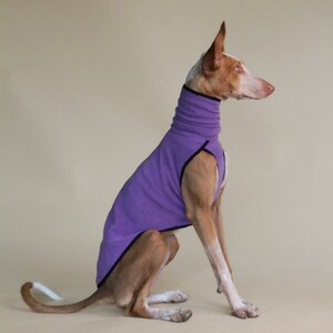 Pull chien 2025 pas cher