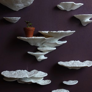 Mushroom Floating Shelf - The Trametes Fungus, Fungi wall shelf, Goblincore, Fairycore, Boho Chic, Cottagecore Nature Rustic home wall decor