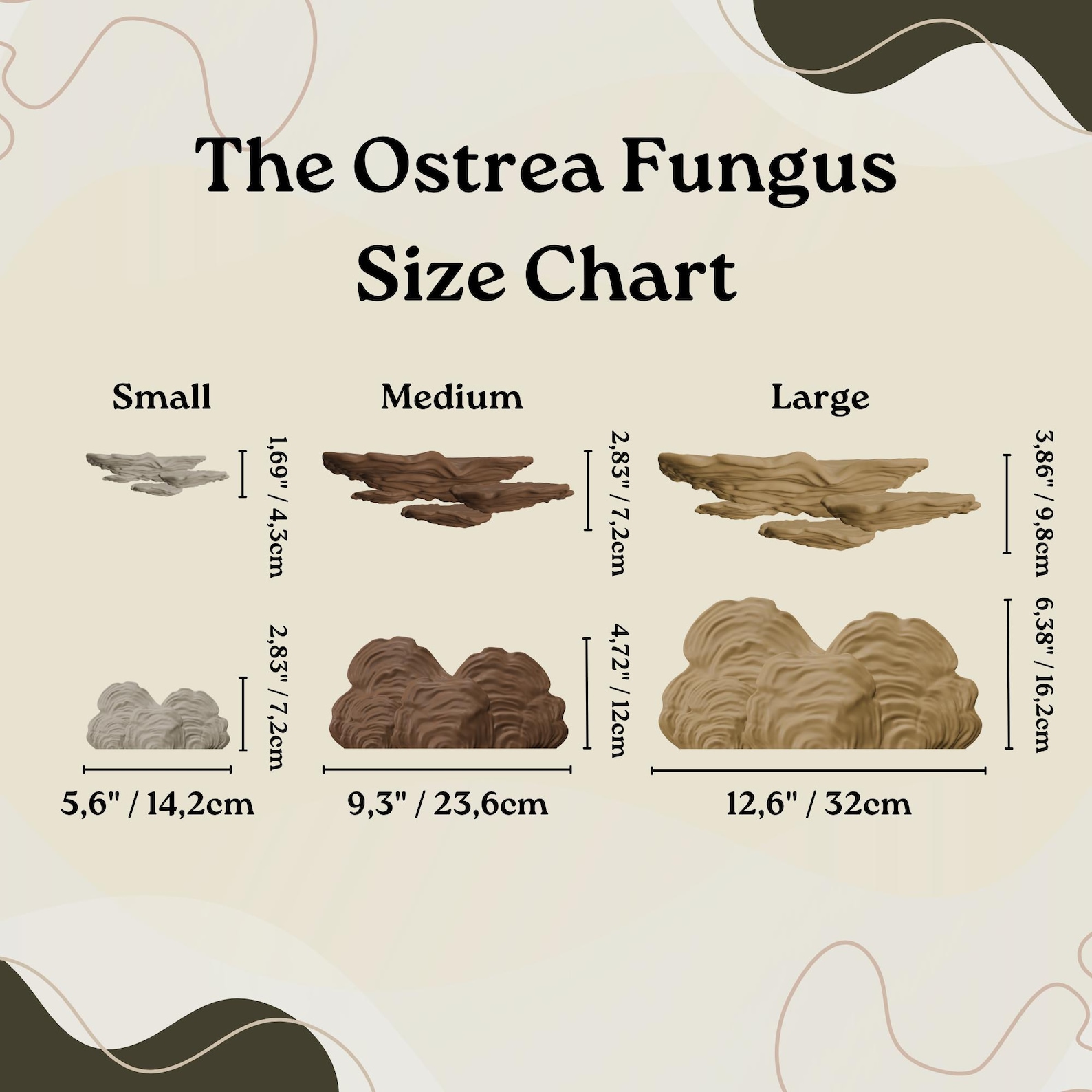 Mushroom Floating Shelf - the Ostrea Fungus, Fungi Wall Shelf ...