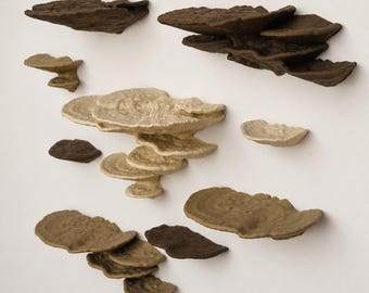 Zwevende paddenstoelplanken - De Trametes-schimmel, PLA-hout 3D-print (DDP voor de VS)