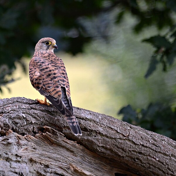 Kestrel