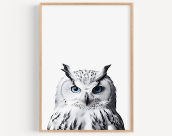 May include: A black and white photo of an owl with bright blue eyes. The owl is looking directly at the camera.