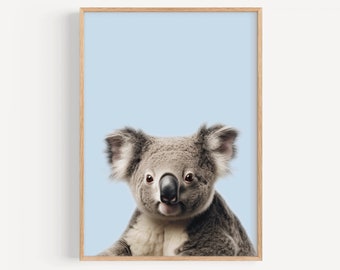 May include: A close-up portrait of a koala bear with gray fur and a black nose, looking directly at the camera. The koala is against a light blue background.