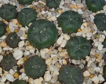 LW cactus 2 cm live plants.