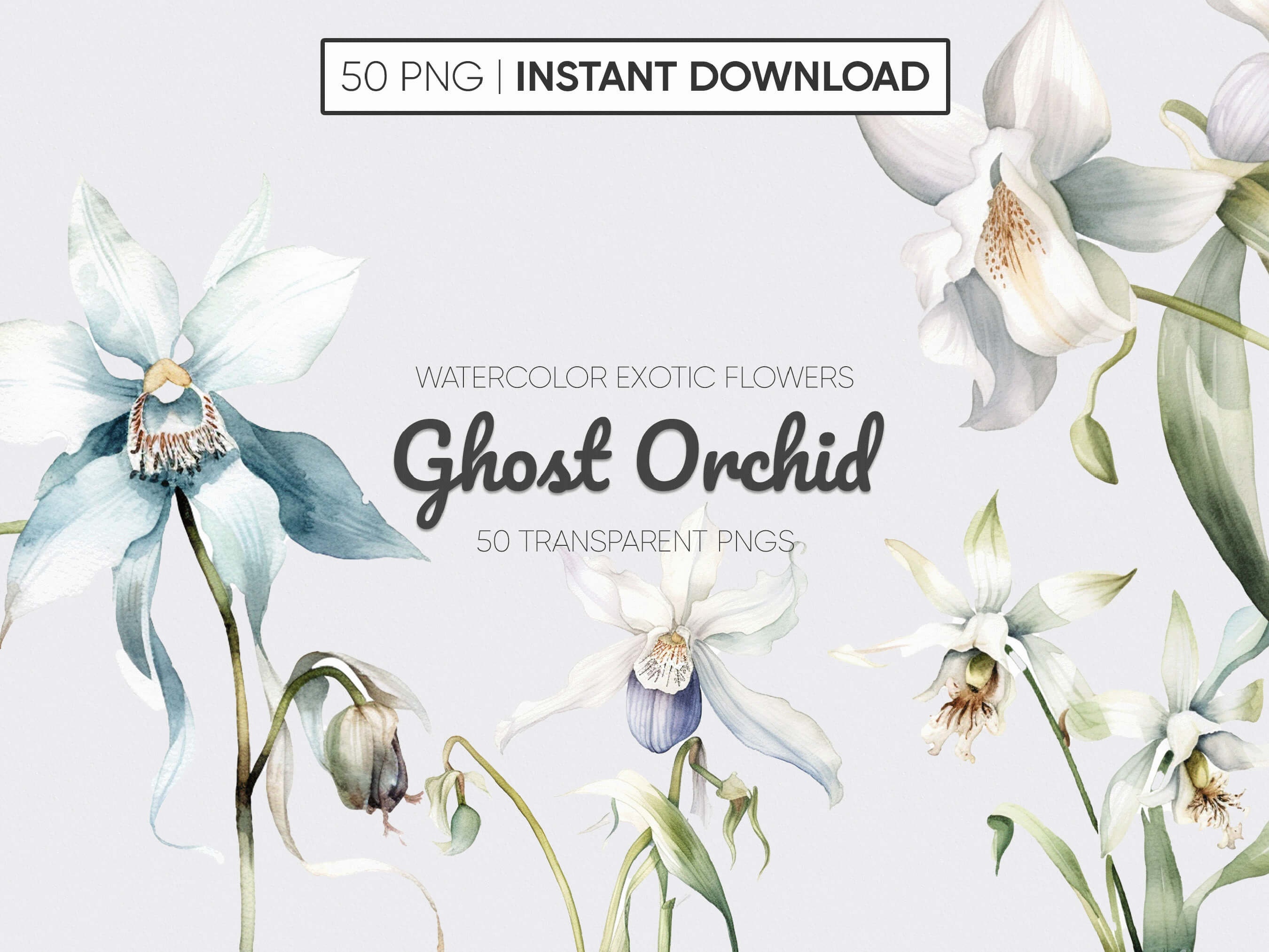 Ghost orchid - Etsy 日本