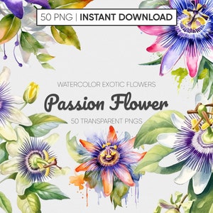 Puede incluir: Ilustración de acuarela de 50 flores de la pasión en varios colores, incluyendo morado, rosa, blanco y naranja. Las flores se representan con detalles intrincados y texturas realistas. La imagen incluye el texto "Watercolor Exotic Flowers Passion Flower 50 Transparent PNGs".