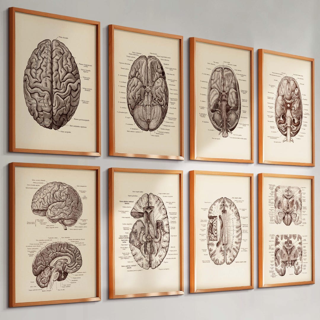 8 Vintage Brain Anatomy Posters Neuroscience Art Neurosurgery Art ...