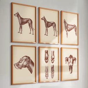 Lot de 6 affiches vintage d&#39;anatomie de chien, anatomie canine, art de biologie, art vétérinaire, cadeau de bureau de médecin vétérinaire, décoration murale de clinique vétérinaire, cadeau de chirurgien