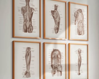 12 ヴィンテージ人体解剖図 筋骨格系ポスター 医療アート 外科解剖図
