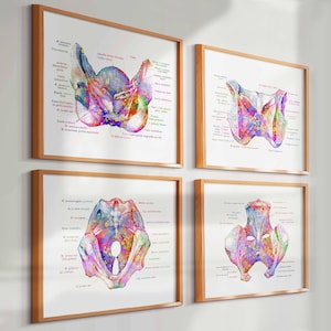 Könnte beinhalten: Ein Set aus vier gerahmten anatomischen Drucken mit farbenfrohen Aquarellillustrationen der menschlichen Beckenregion. Jeder Druck zeigt detaillierte Skelettstrukturen mit wissenschaftlichen Beschriftungen auf Latein, präsentiert in hellen Holzrahmen.