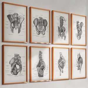 Könnte beinhalten: Ein Set aus acht gerahmten anatomischen Drucken mit detaillierten schwarz-weißen Illustrationen des menschlichen Beckens und der Wirbelsäule aus verschiedenen Winkeln, jeweils mit medizinischer Fachterminologie in hellen Holzrahmen.