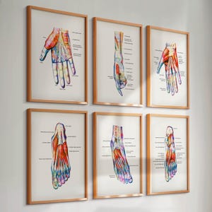 Set 6 Watercolor Limb Anatomy Posters Hand Anatomy Foot Anatomy Muscular System Diagram Medical Art Doctor Gift Massage Clinic Wall Decor