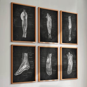 Set 6 Foot Anatomy Posters Leg Muscles Orthopedic Art Medical Art Surgeon Gift Physiotherapist Gift Massage Clinic Wall Art Chalkboard Art