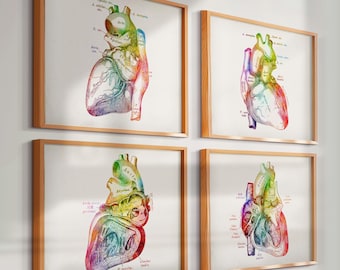 Set 4 Watercolor Heart Anatomy Posters Cardiology Art Medical Wall Art Science Art Cardiologist Gift Heart Surgeon Gift Clinic Wall Decor