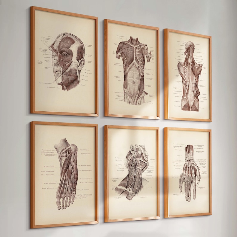 Set 6 Human Anatomy Posters Muscular System Print Vintage Medical Art ...