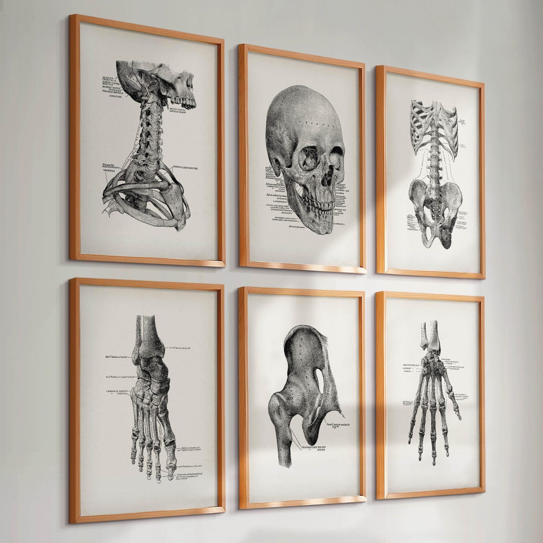 6 Vintage Skeleton Anatomy Posters Skeletal System Prints Medical Art ...