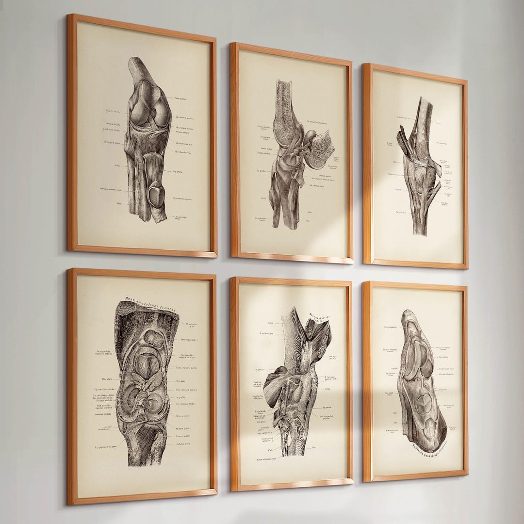 Set 6 Vintage Knee Anatomy Art Knee Joint Poster Medical Art ...