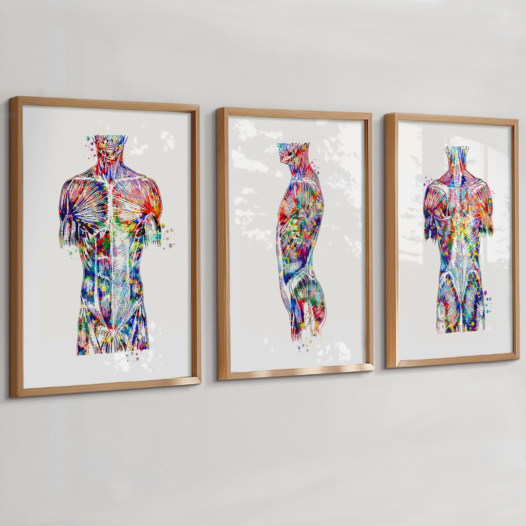 3 Watercolor Anatomy Art Human Torso Art Muscular System Art Medical ...