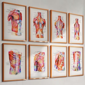 8 Watercolor Anatomy Posters Muscular System Print Torso Muscles Medical Art Massage Clinic Wall Decor Physiotherapist Gift Surgeon Gift