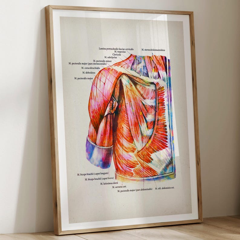 Set 6 Watercolor Anatomy Posters Muscular System Diagram Medical Art ...