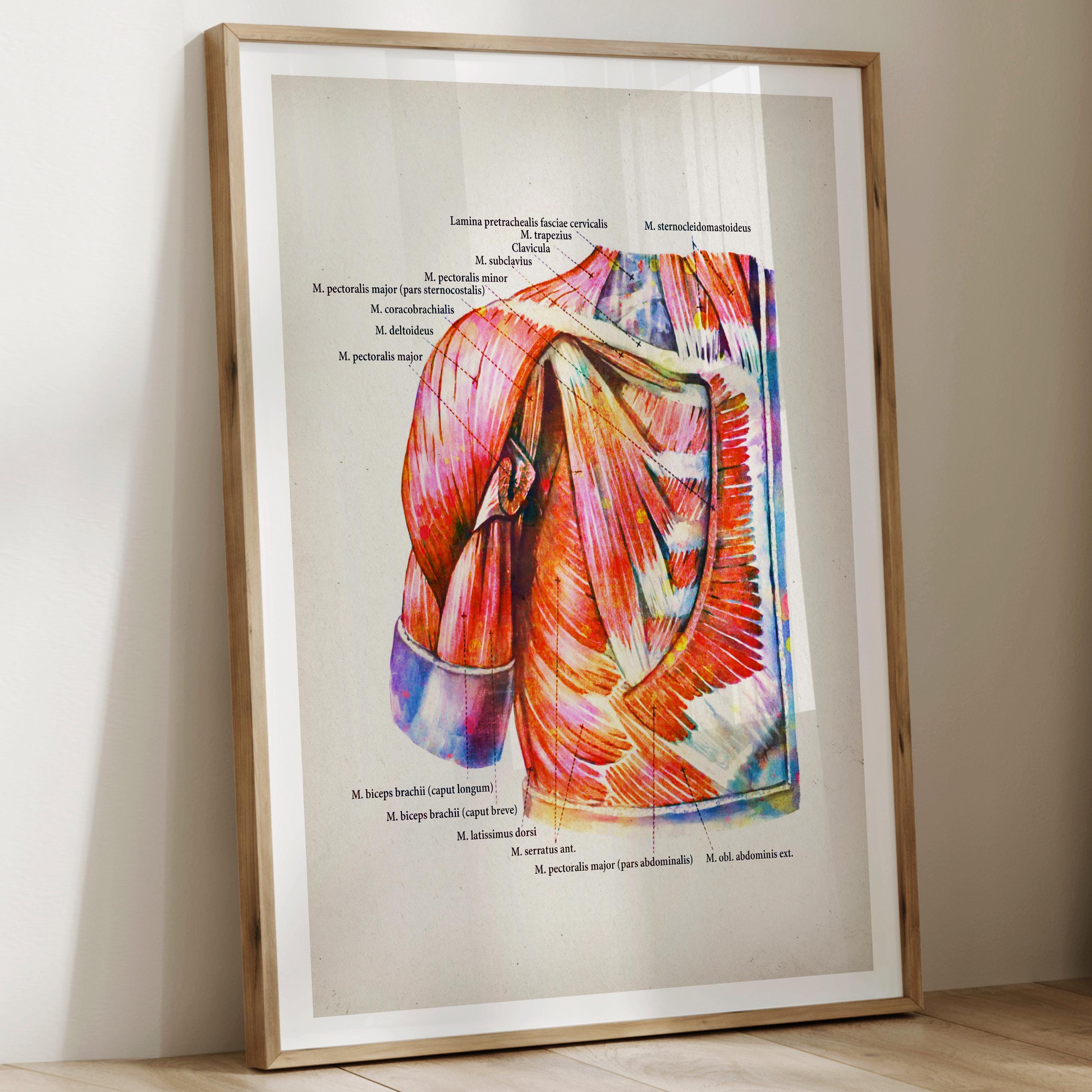 Set 6 Watercolor Anatomy Posters Muscular System Diagram Medical Art ...