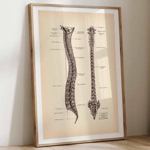 May include: A framed anatomical print on a light beige background featuring two detailed black ink illustrations of the human spine, one in profile and one from a posterior view, with various Latin medical labels pointing to specific structures.