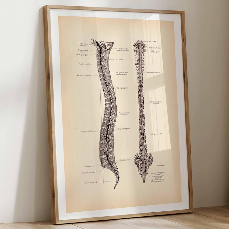 May include: A framed anatomical print on a light beige background featuring two detailed black ink illustrations of the human spine, one in profile and one from a posterior view, with various Latin medical labels pointing to specific structures.