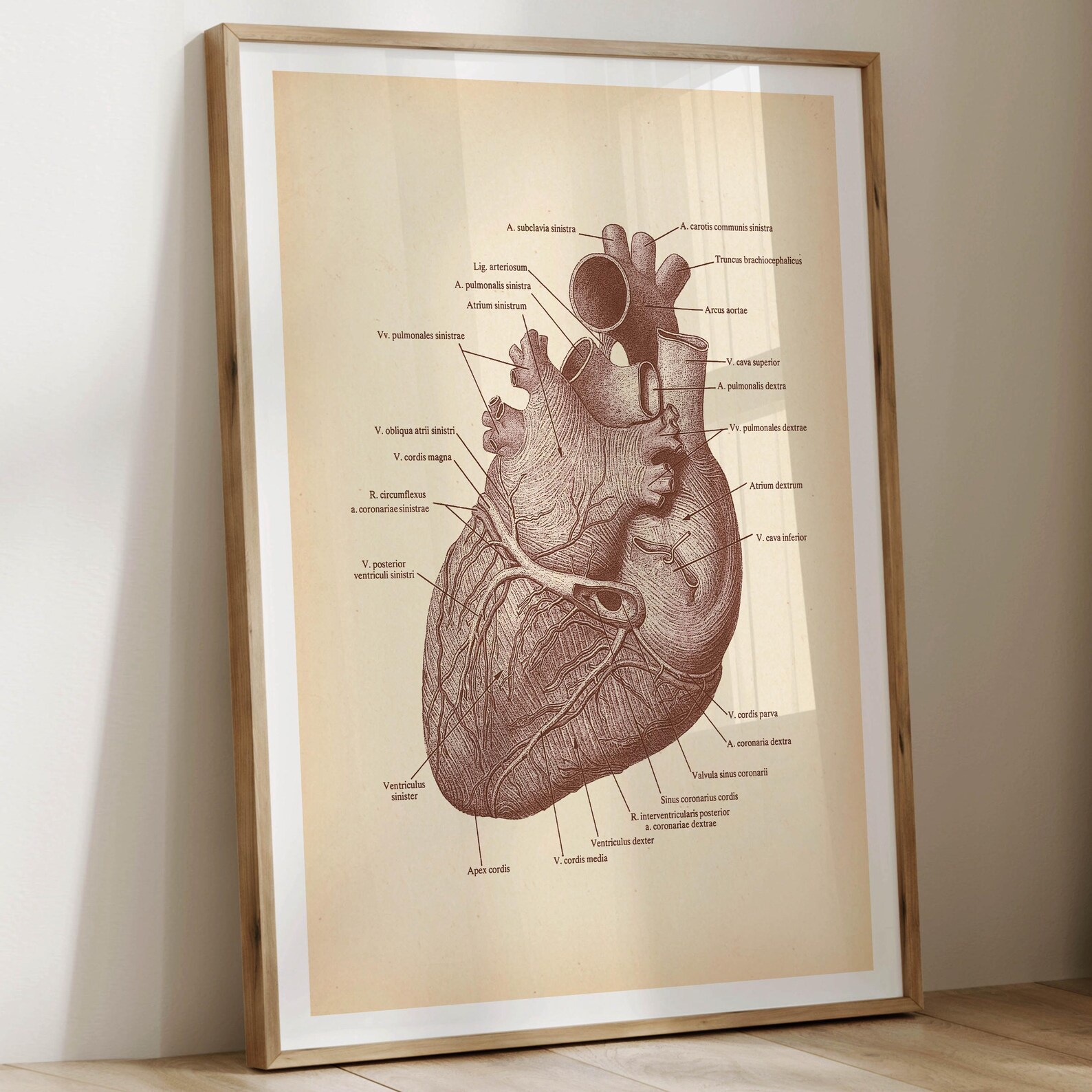 6 Vintage Heart Anatomy Prints Anatomical Heart Art Medical Art ...