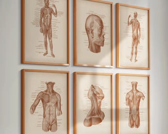 Set 6 Vintage Muscle Anatomy Posters Muscular System Diagram Medical Art Surgical Art Massage Clinic Wall Decor Doctor Office Decoration