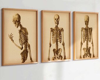 3 Vintage-Kunstdrucke mit Skelett-Anatomie, medizinische Poster, Skelettsystem, orthopädische Kunst, Dekoration für Chiropraktik-Praxen
