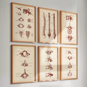 May include: Set of six anatomical illustrations of the human spine, featuring detailed drawings of the vertebrae and their components. The illustrations are printed in red ink on a cream-colored background and framed in a light wood.