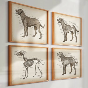 4 Vintage Hundeanatomie Poster, Eckzahn Physiologie, Biologie Druck, Tieranatomie, Haustieranatomie, Veterinär Poster, Vet-Klinik-Wanddekor