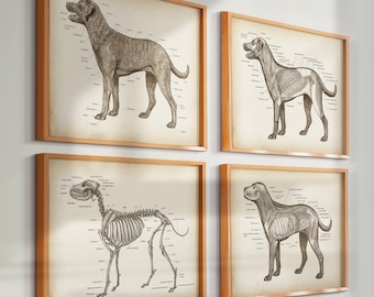 4 Vintage Dog Anatomy Posters, Canine Physiology, Biology Print, Animal Anatomy, Pet Anatomy, Veterinary Poster, Vet Clinic Wall Decor