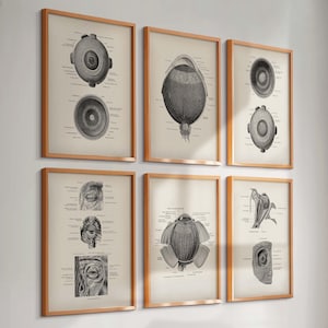 6 Vintage Eye Anatomy Posters Eye Structure Diagram Eyeball Pupil Ophthalmology Art Optometry Art Medical Art Optician Gift Eye Clinic Decor