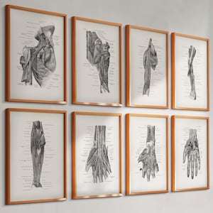 May include: A set of eight framed anatomical art prints. Each print features a detailed black and white illustration of human anatomy, including muscles and skeletal structures. The frames are a warm, light brown color, creating a vintage aesthetic.