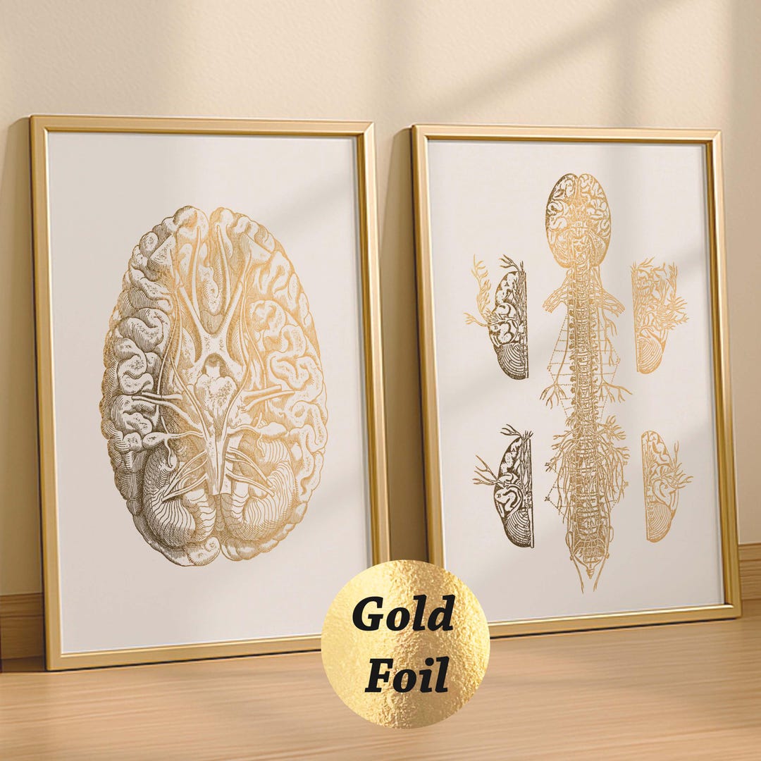 2 Neurology Art Brain Anatomy Poster Spinal Cord Print Nervous System ...