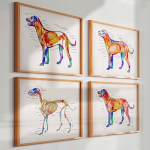 Könnte beinhalten: Vier gerahmte Drucke mit Illustrationen der Hundeanatomie. Jeder Druck zeigt ein farbenfrohes Diagramm eines Hundes, das Muskeln, Skelettstruktur und innere Organe hervorhebt. Die Rahmen sind aus hellem Holz.