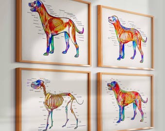 4 Aquarell Hunde Anatomisch Drucke Hunde Physiologie Hundeskelett Diagramm Tier Gesunde Haustierpflege Poster Veterinary Art Vet Klinik Decor